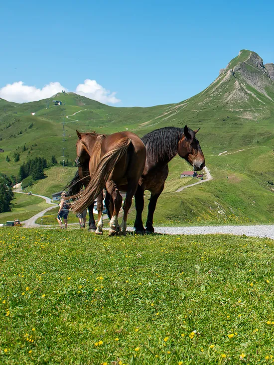 Mountainbiken-in-Damuels-_c_-Huber-Images---Damuels-Faschina-Tourismus.jpg