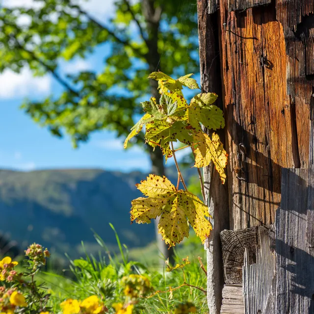 Herbststimmung-in-Damuels-_c_-Huber-Images---Damuels-Faschina-Tourismus.jpg