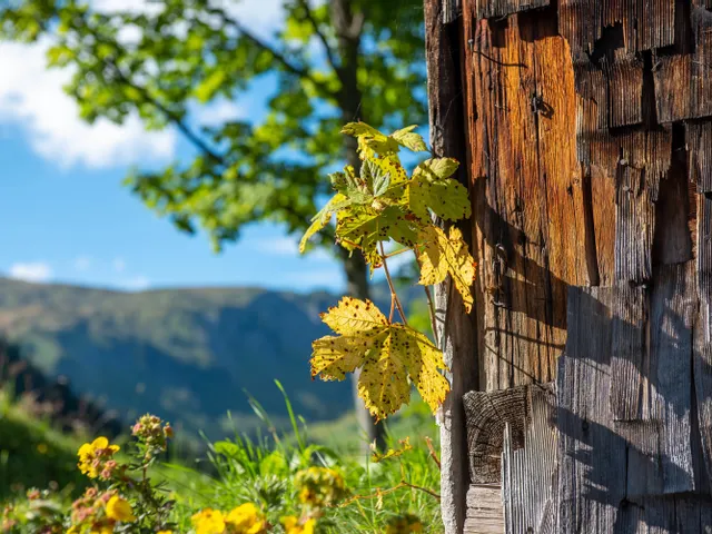 Herbststimmung-in-Damuels-_c_-Huber-Images---Damuels-Faschina-Tourismus.jpg