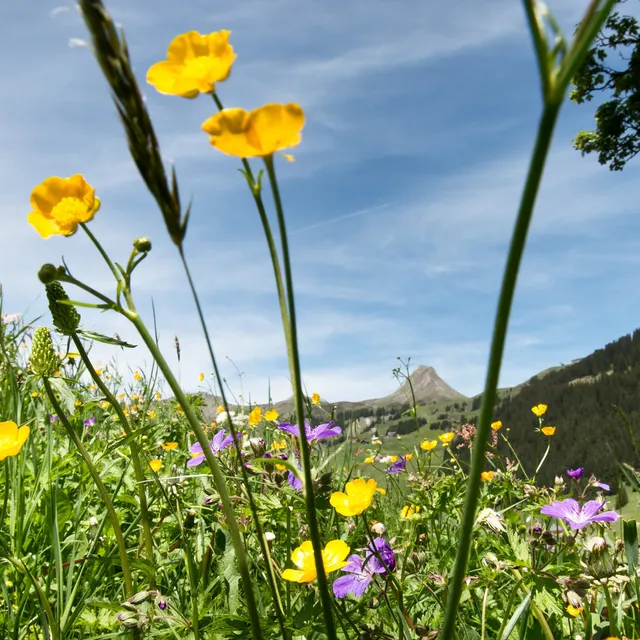 Blumenwiese-in-Damuels-_c_-Huber-Images---Damuels-Faschina-Tourismus-_1_.jpg