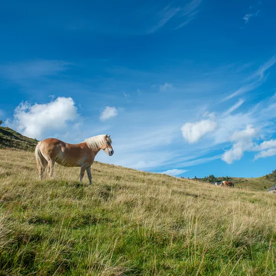 Pferd-in-Oberdamuels-_c_-Huber-Images---Damuels-Faschina-Tourismus.jpg