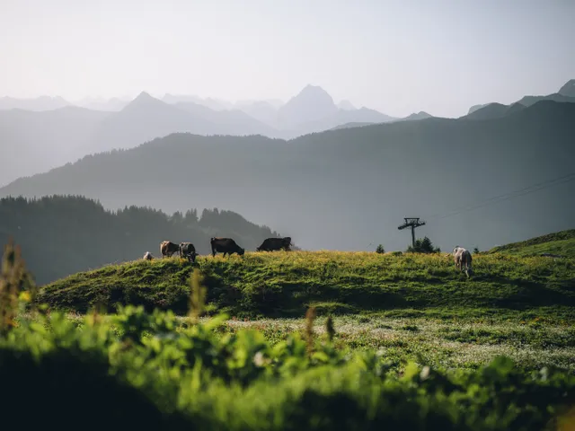 Alplandschaft-in-Damuels-_c_-Lukas-Holland---Damuels-Faschina-Tourismus.jpg