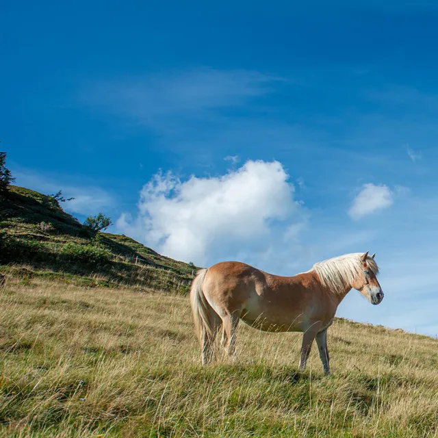 Pferd-in-Oberdamuels-_c_-Huber-Images---Damuels-Faschina-Tourismus.jpg