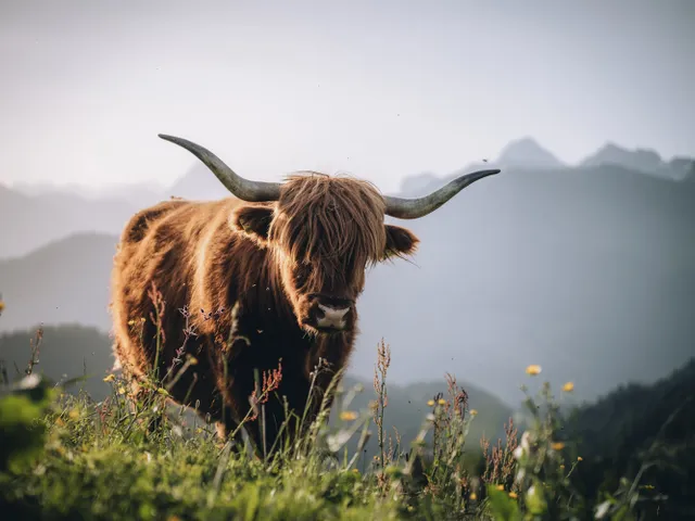 Scottish-Highland-cattle-in-Damuels-_c_-Lukas-Holland---Damuels-Faschina-Tourismus-_4_.jpg