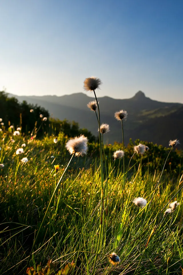 Blumenwiese-mit-Damuelser-Mittagspitze-_c_-Huber-Images---Damuels-Faschina-Tourismus.jpg