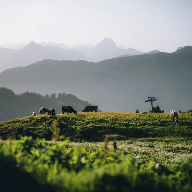 Alplandschaft-in-Damuels-_c_-Lukas-Holland---Damuels-Faschina-Tourismus.jpg