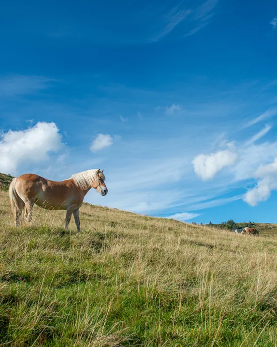 Pferd-in-Oberdamuels-_c_-Huber-Images---Damuels-Faschina-Tourismus.jpg