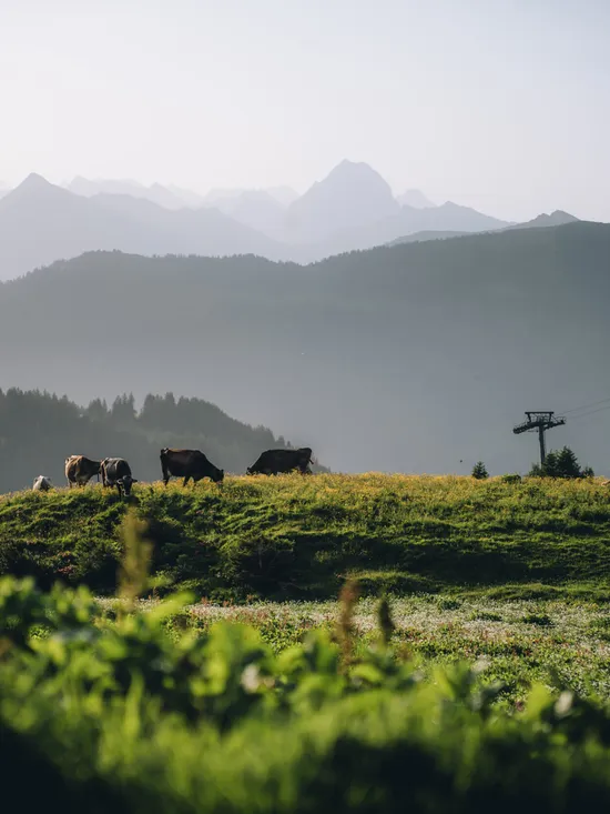 Alplandschaft-in-Damuels-_c_-Lukas-Holland---Damuels-Faschina-Tourismus.jpg