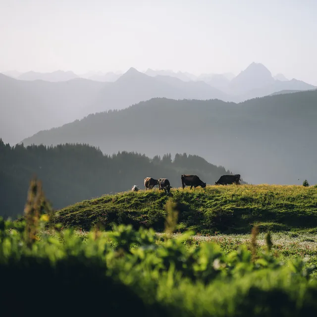 Alplandschaft-in-Damuels-_c_-Lukas-Holland---Damuels-Faschina-Tourismus.jpg