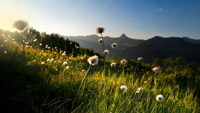 Blumenwiese-mit-Damuelser-Mittagspitze-_c_-Huber-Images---Damuels-Faschina-Tourismus.jpg