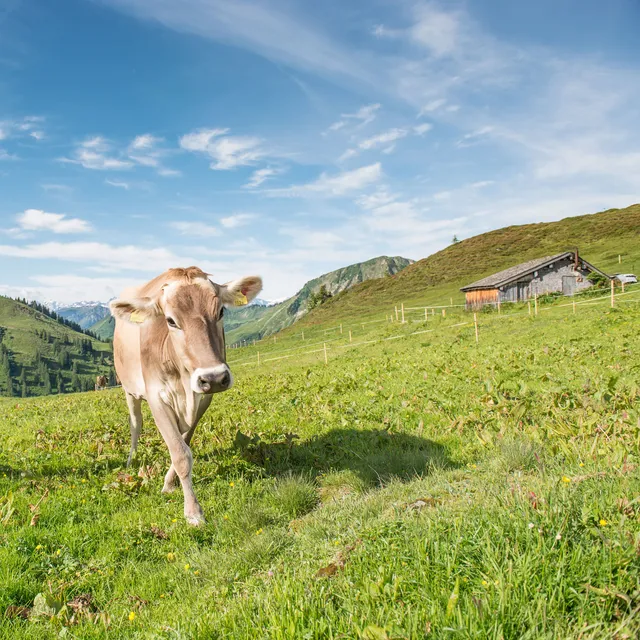 Alpe-Oberdamuels-_c_-Huber-Images---Damuels-Faschina-Tourismus-_2_.jpg