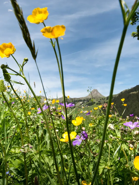 Blumenwiese-in-Damuels-_c_-Huber-Images---Damuels-Faschina-Tourismus-_1_.jpg