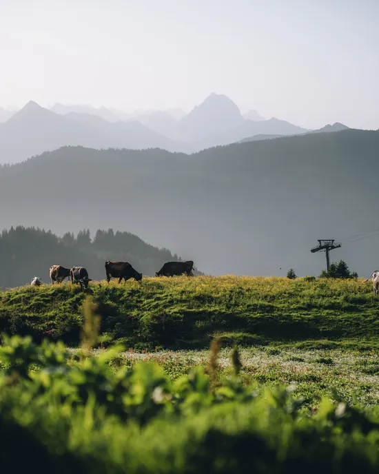 Alplandschaft-in-Damuels-_c_-Lukas-Holland---Damuels-Faschina-Tourismus.jpg