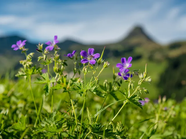 Blumen-in-Damuels-mit-Mittagspitze-_c_-Huber-Images---Damuels-Faschina-Tourismus.jpg